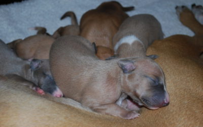 De pups 1 week oud