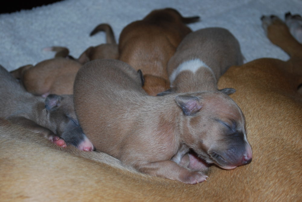 De pups 1 week oud