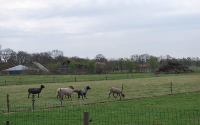 De schapen worden vandaag geschoren