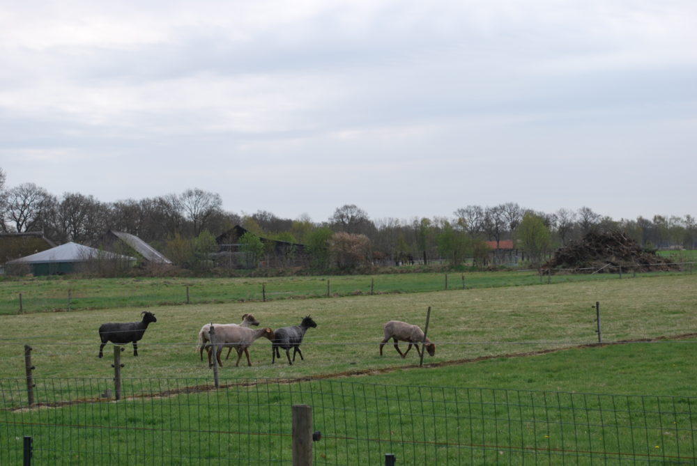 De schapen worden vandaag geschoren