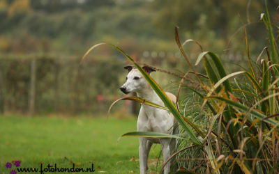 Onze Nicky 10 jaar!