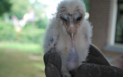 Huisgenoten, vreemde vogels