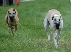 ‘Whippet in het nauw’ door Ad Dost