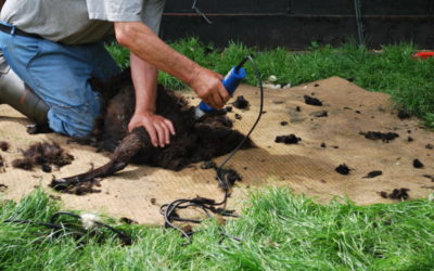 Het jaarlijkse schapen