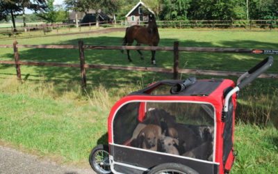 De pups van Olijfje