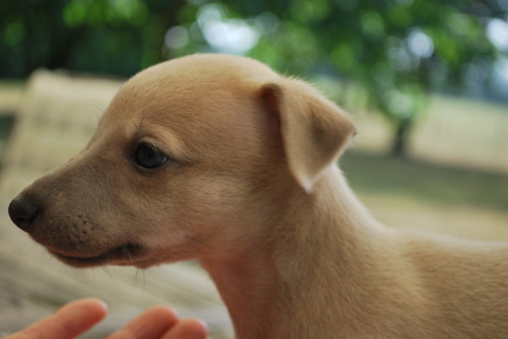 Puppies vijf weken