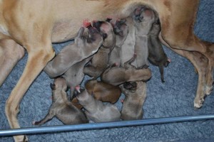 Daisy’s pups zijn geboren augustus 2014