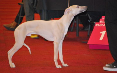 Daley wint de Puppieklas bij de reuen