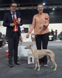 Southgrove Gilbert beste pup in Offenburg