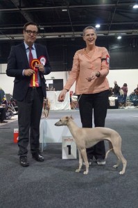 Southgrove Gilbert beste pup in Offenburg