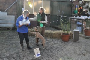 Whippet Straight Race