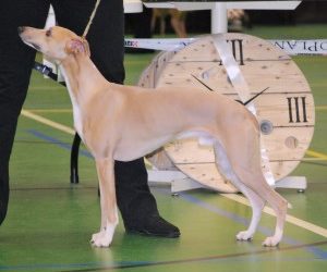 Nederlandse Whippet Club